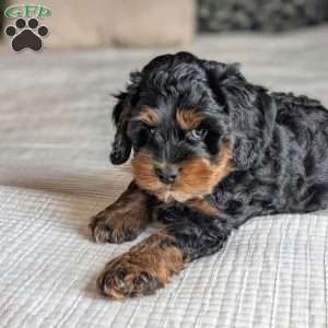 Gus, Mini Labradoodle Puppy